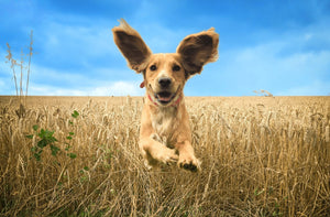 Are dried kangaroo dog treats a sustainable protein source?